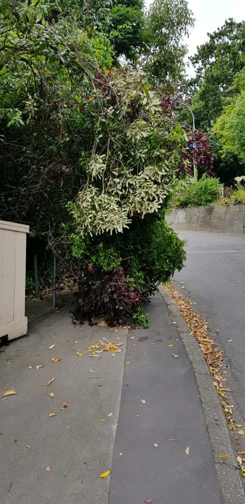 Roading/Streets, a report photo