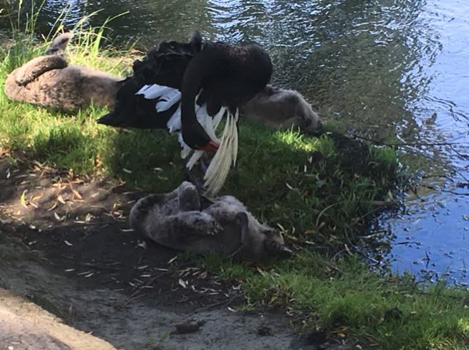 The photograph attached to this parks report