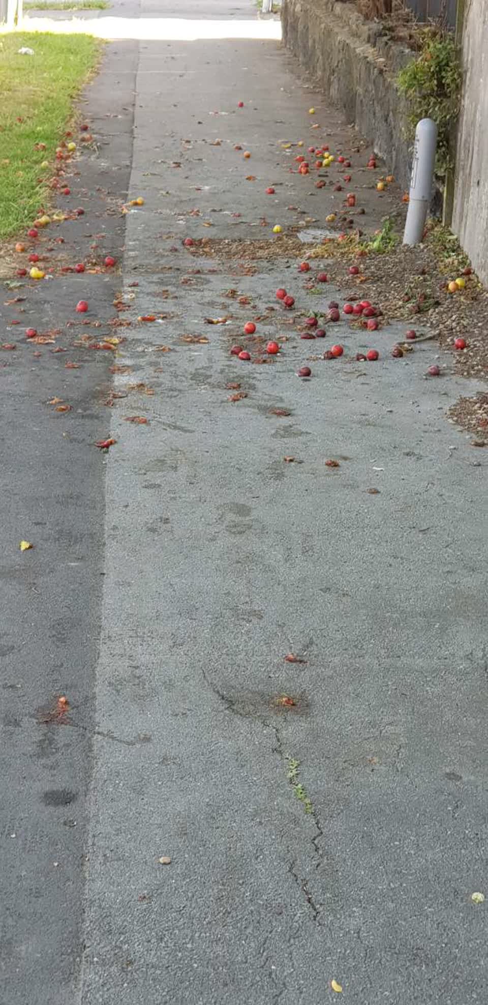 The photograph attached to this rubbish/recycling report