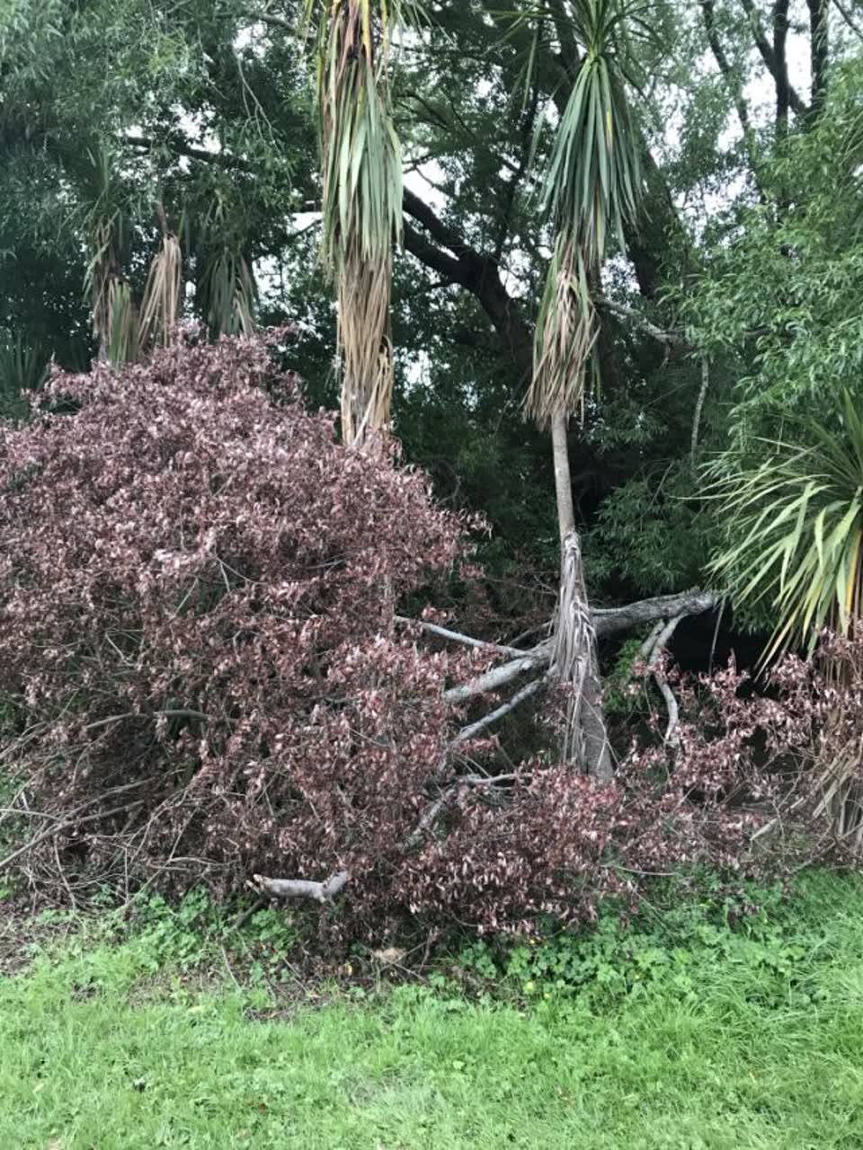 The photograph attached to this parks report