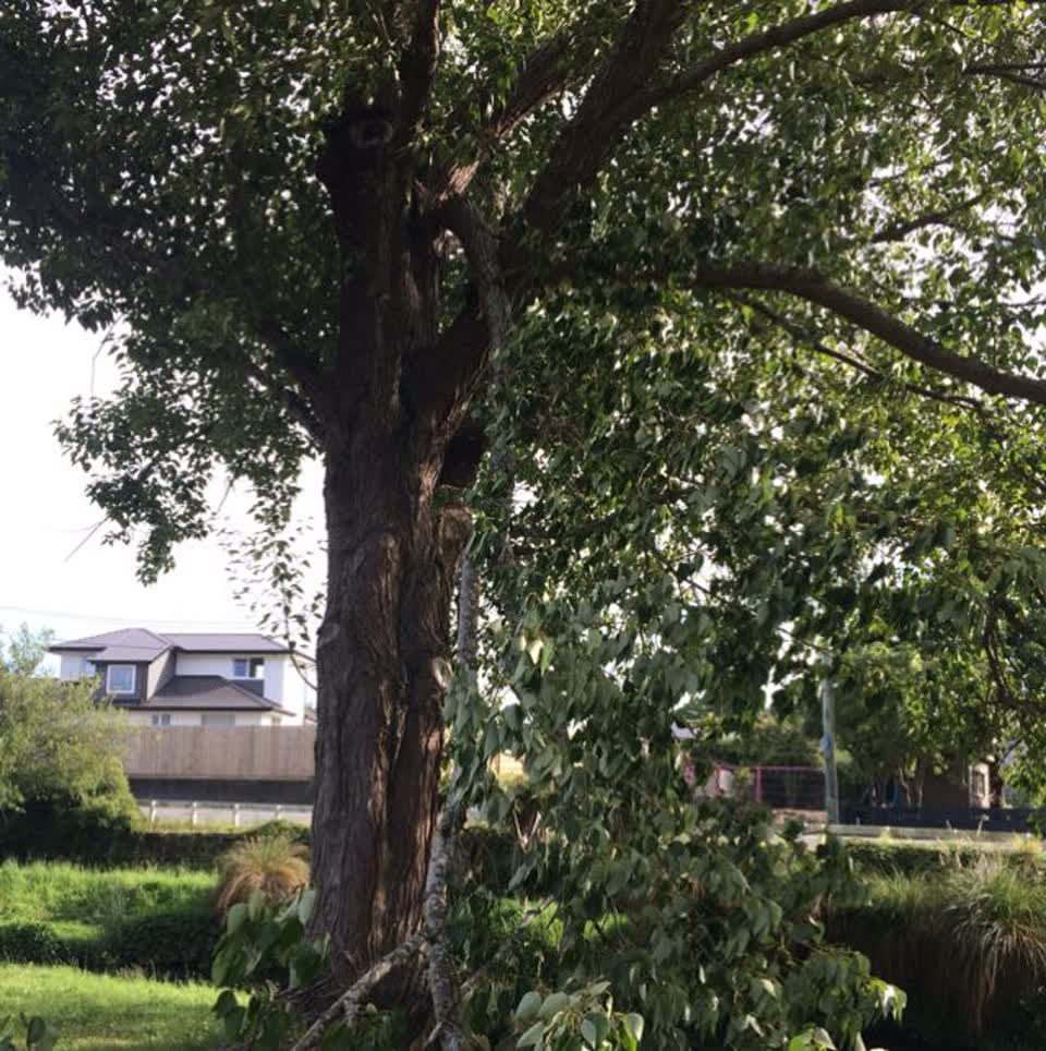The photograph attached to this parks report