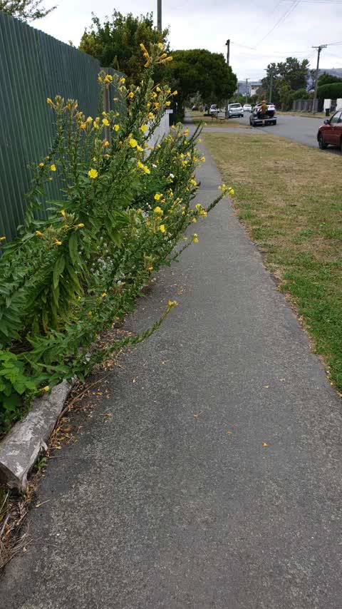 Roading/Streets, a report photo