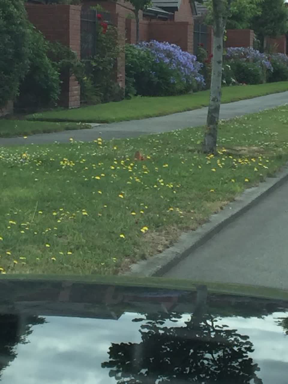 The photograph attached to this parks report