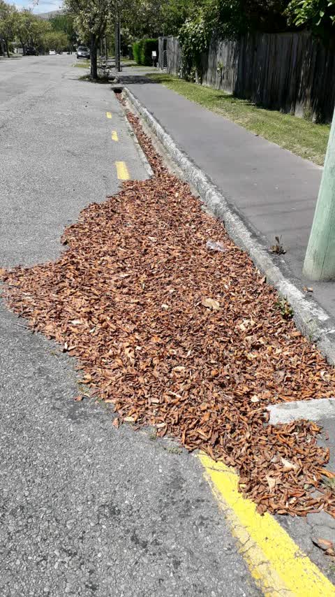 Roading/Streets, a report photo