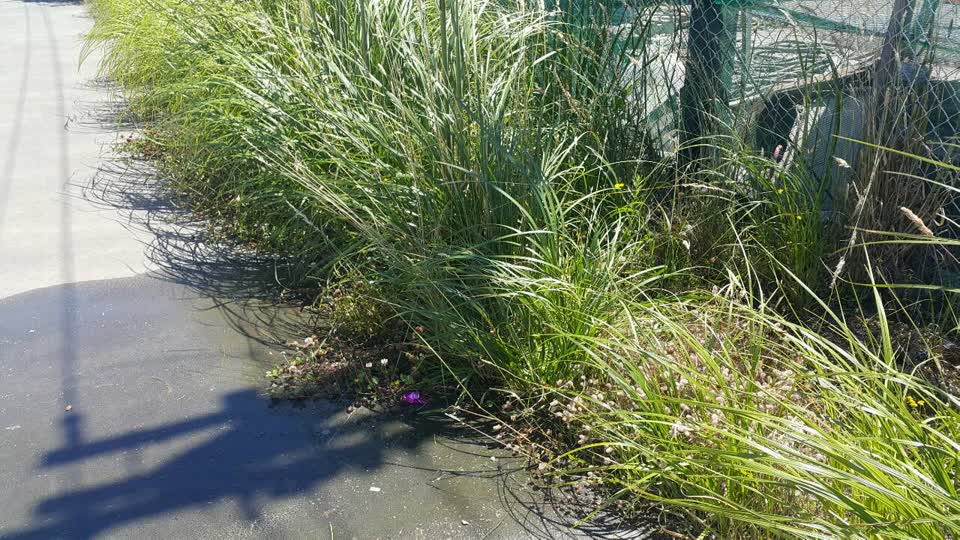 The photograph attached to this water supply report