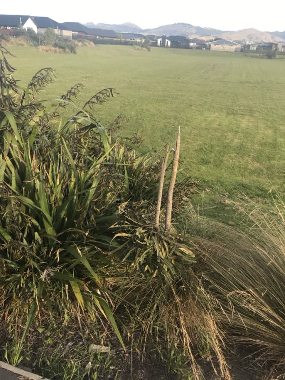 The photograph attached to this parks report
