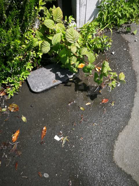 Wastewater/Stormwater, a report photo