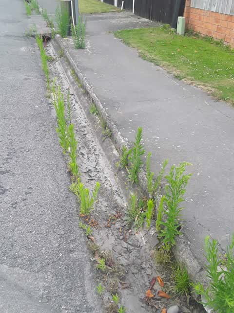 Roading/Streets, a report photo