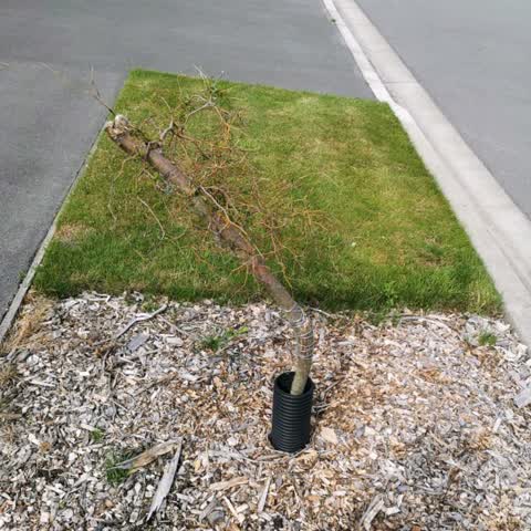 Roading/Streets, a report photo