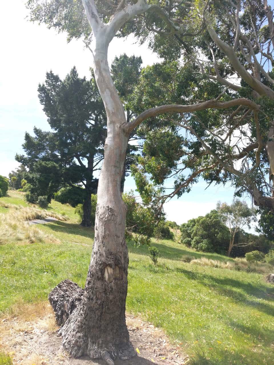 The photograph attached to this parks report