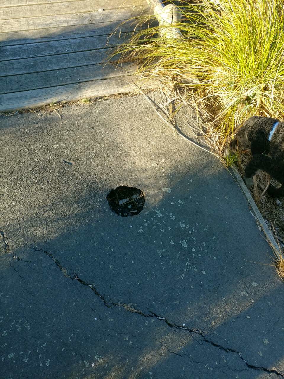 The photograph attached to this parks report