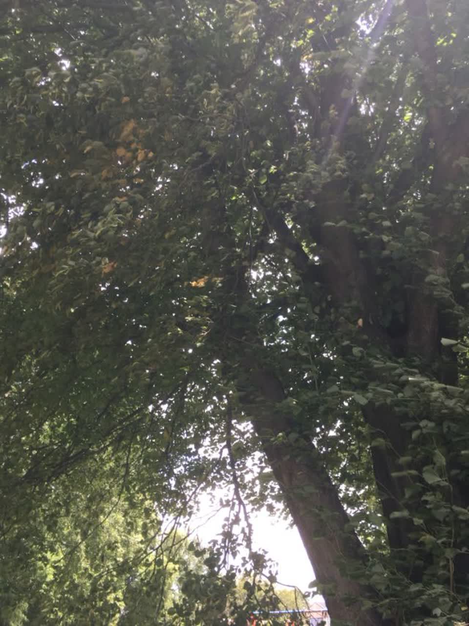 The photograph attached to this parks report