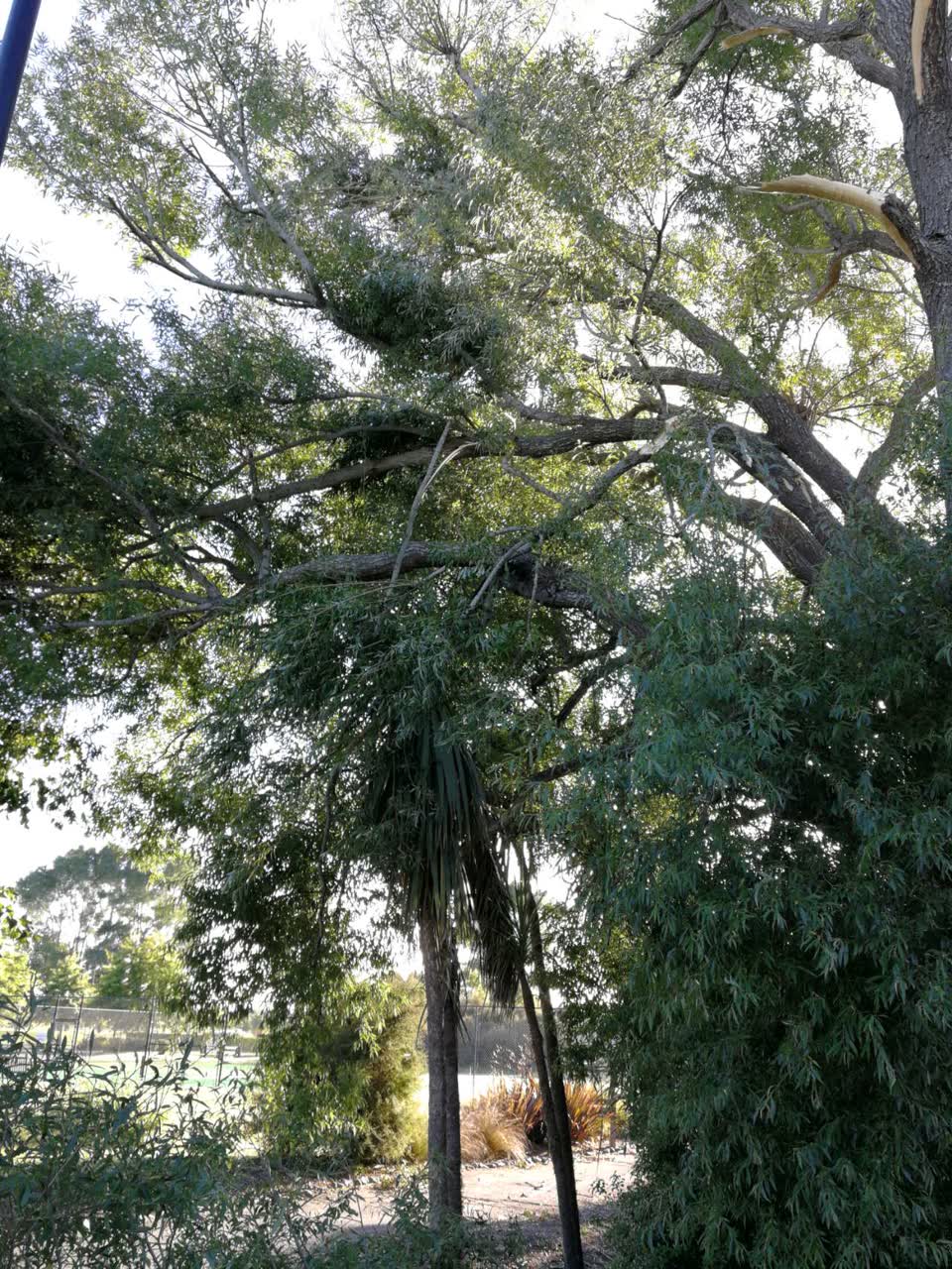 The photograph attached to this parks report