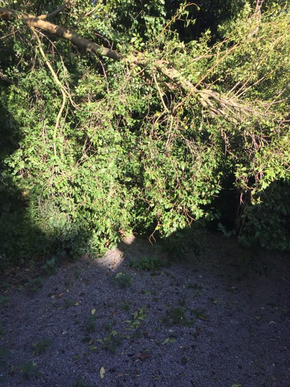 The photograph attached to this parks report