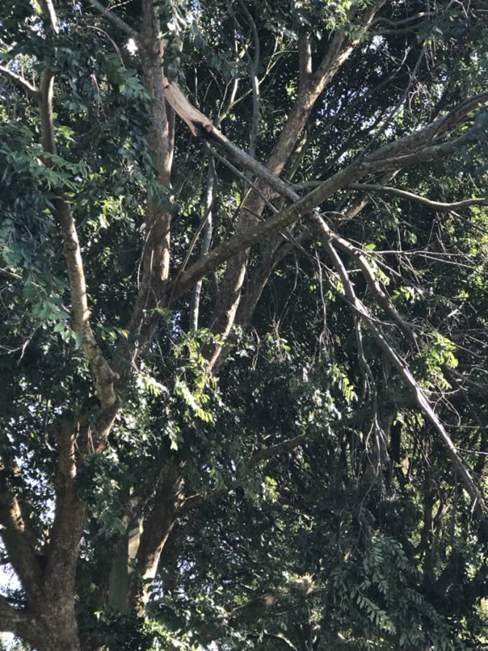 The photograph attached to this parks report