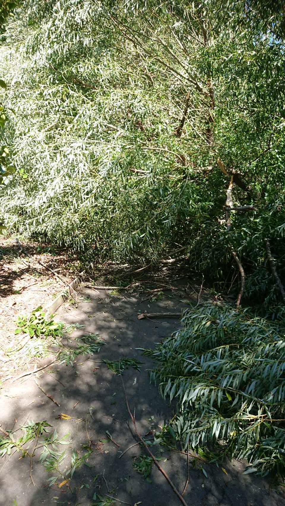 The photograph attached to this parks report