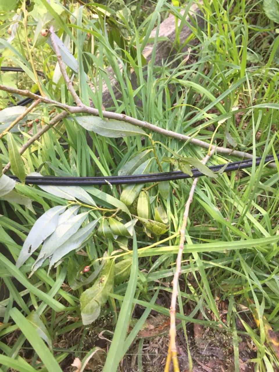 The photograph attached to this parks report