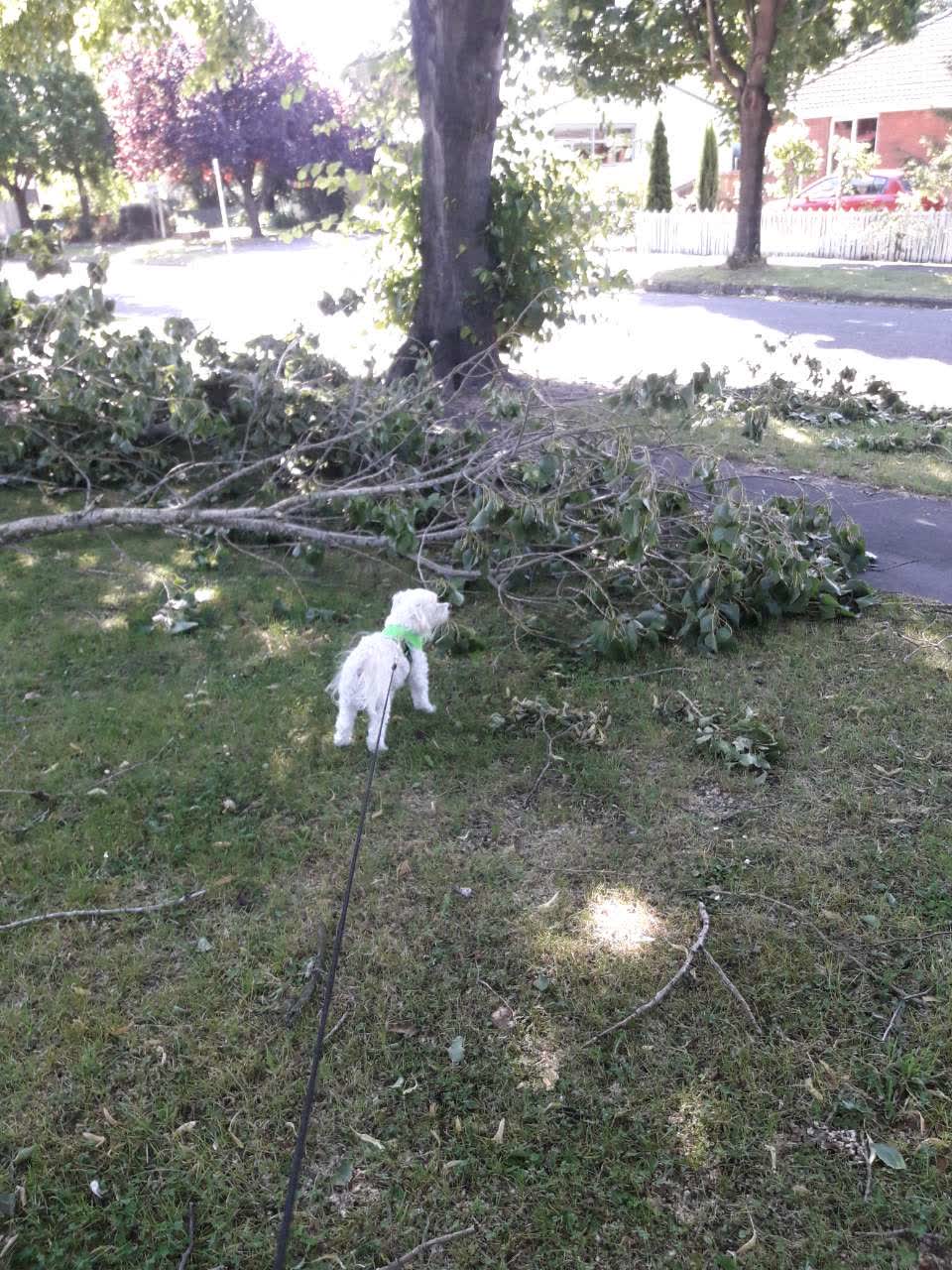 The photograph attached to this parks report
