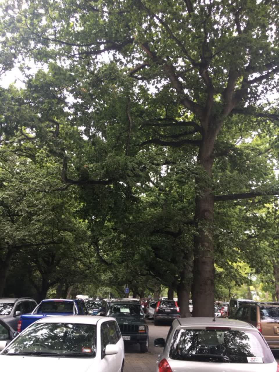 The photograph attached to this parks report