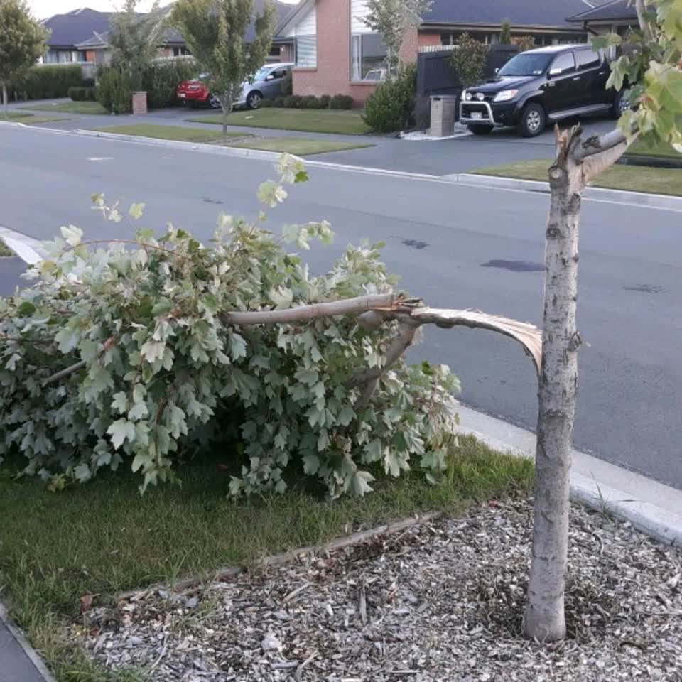 The photograph attached to this parks report