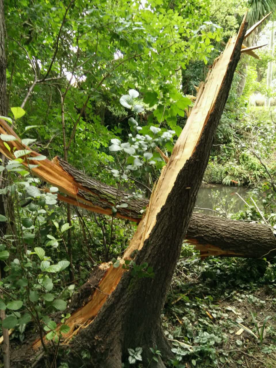 The photograph attached to this parks report