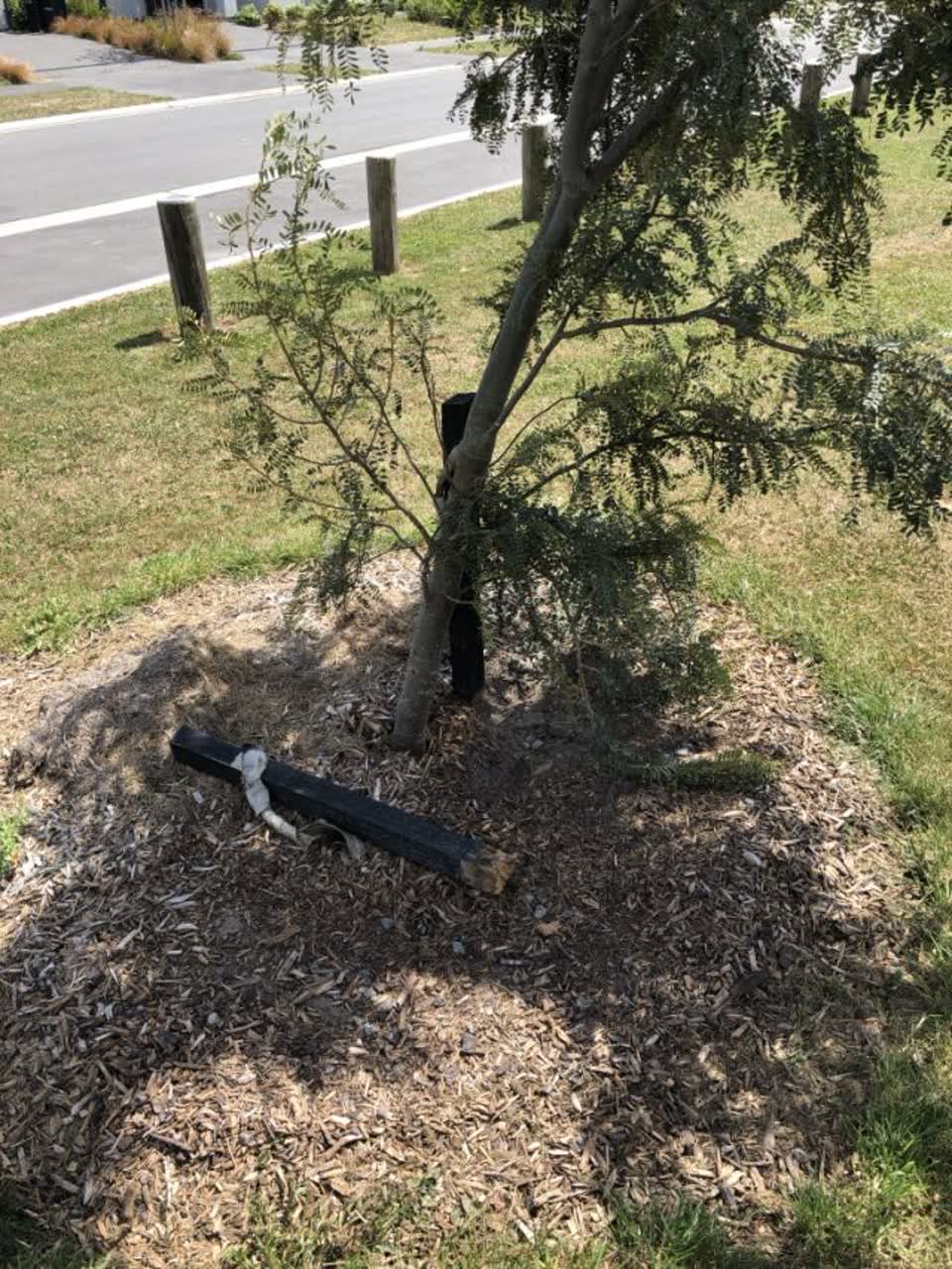 The photograph attached to this parks report