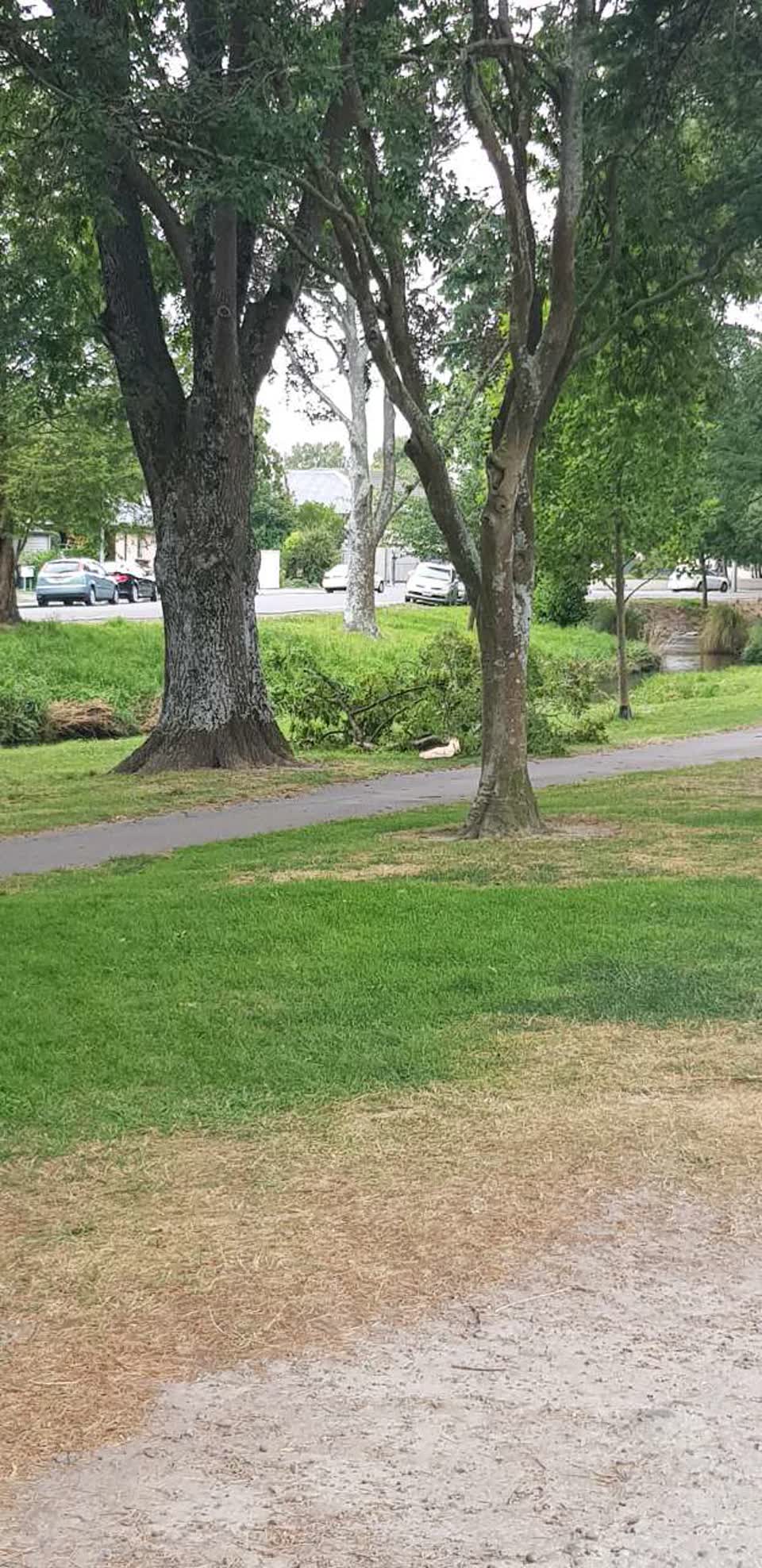 The photograph attached to this parks report