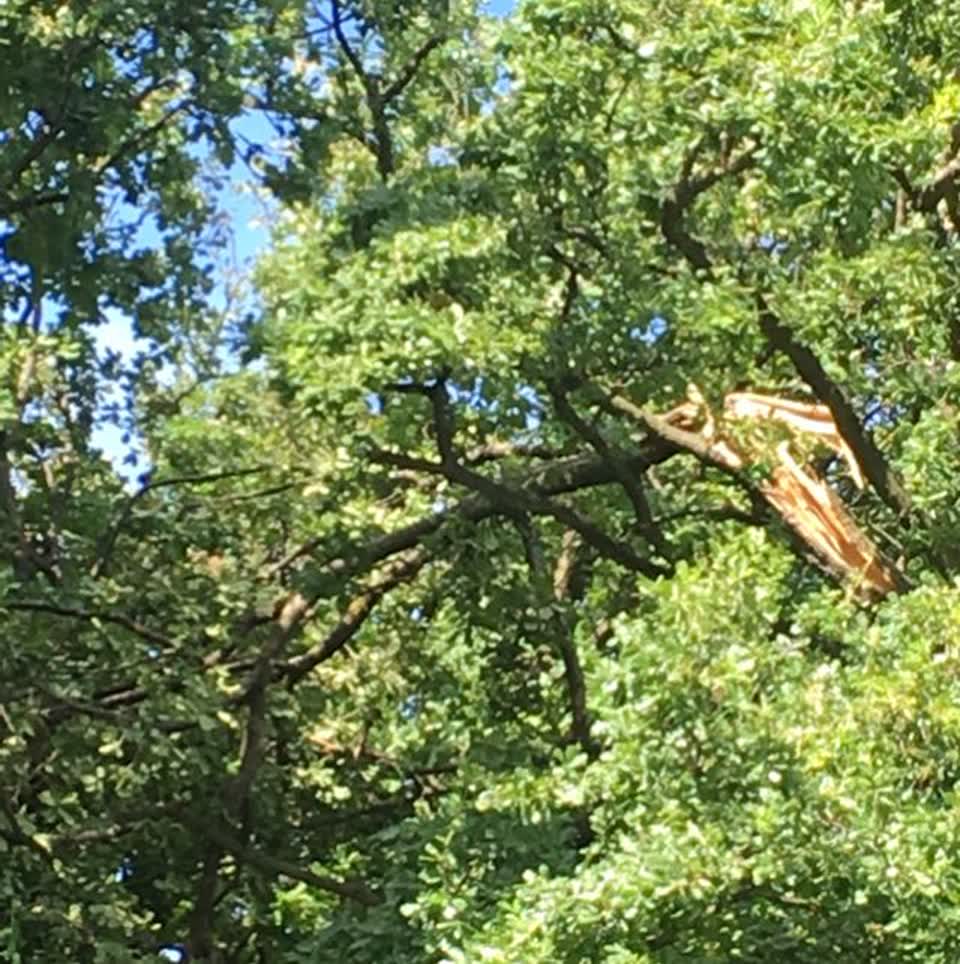 The photograph attached to this parks report