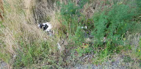 Rubbish/Recycling — a report photo