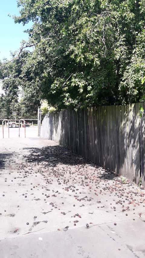 Roading/Streets, a report photo