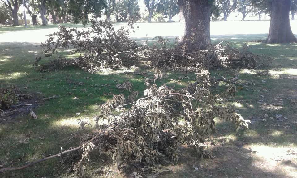 The photograph attached to this parks report