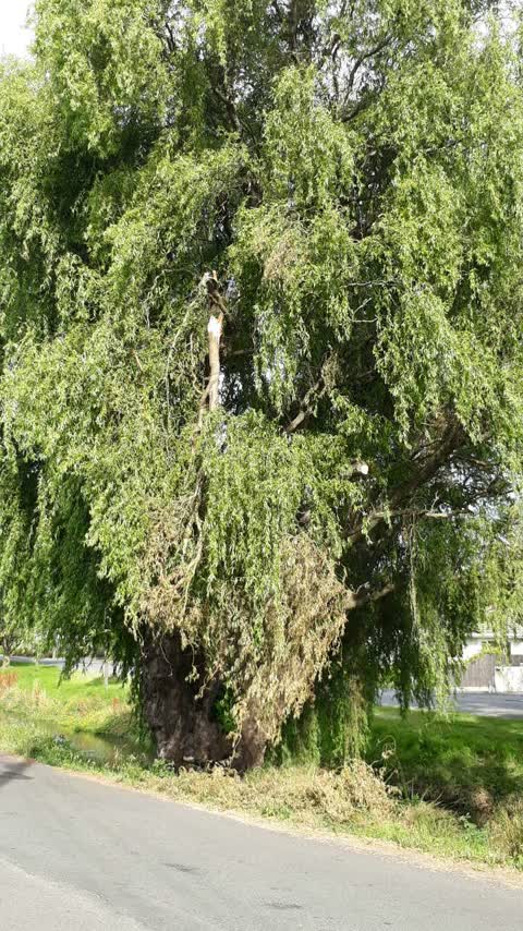 Roading/Streets, a report photo