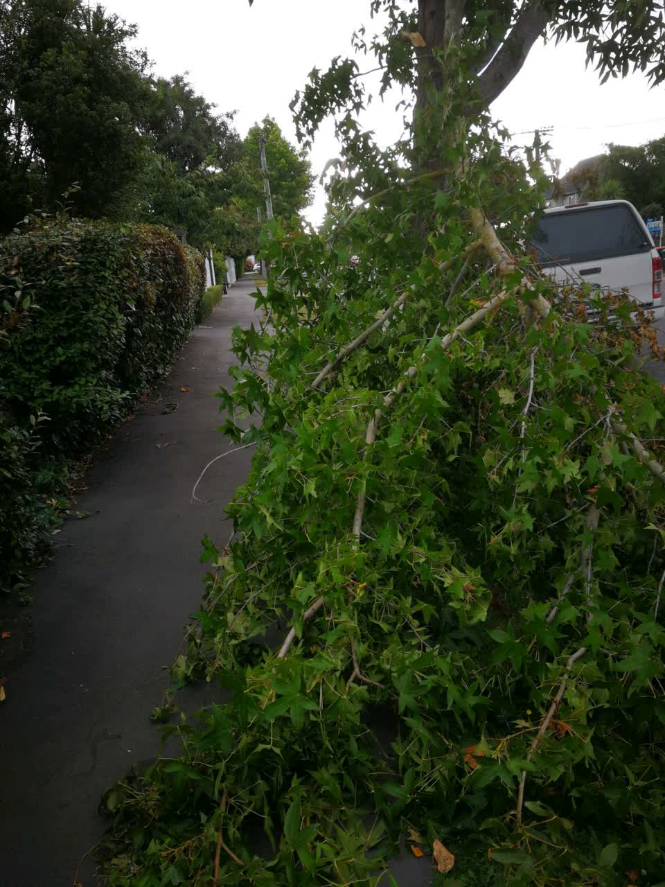 The photograph attached to this parks report