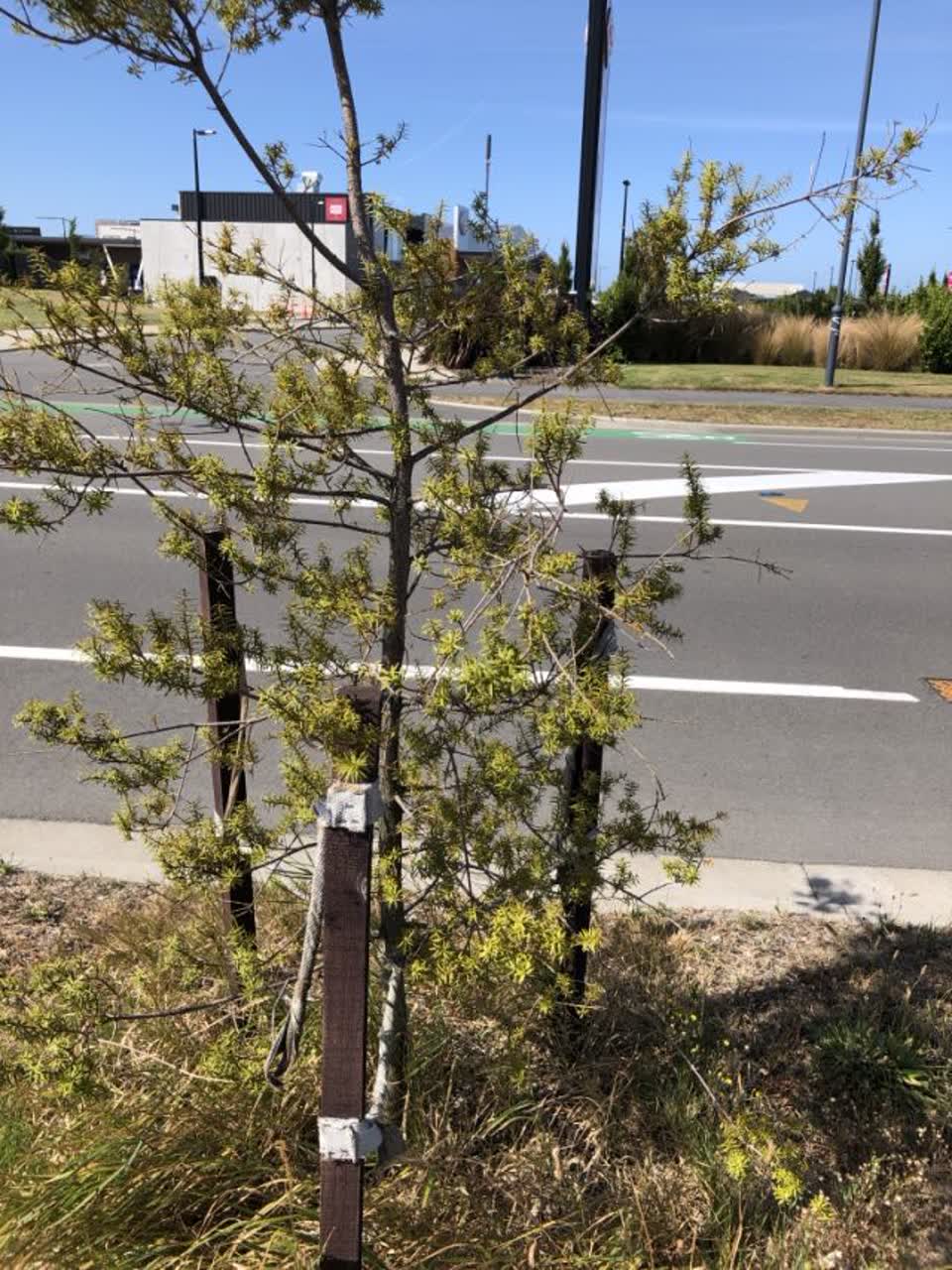 The photograph attached to this parks report