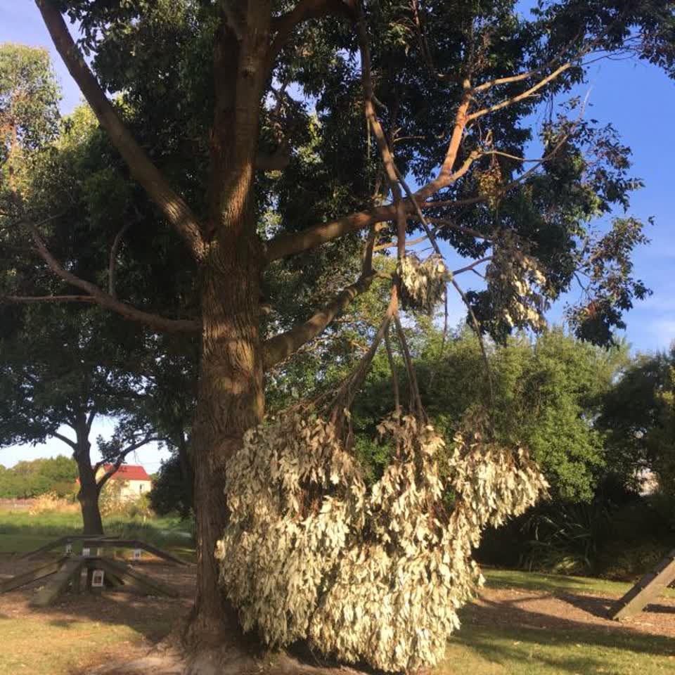 The photograph attached to this parks report