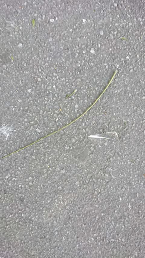 Roading/Streets, a report photo