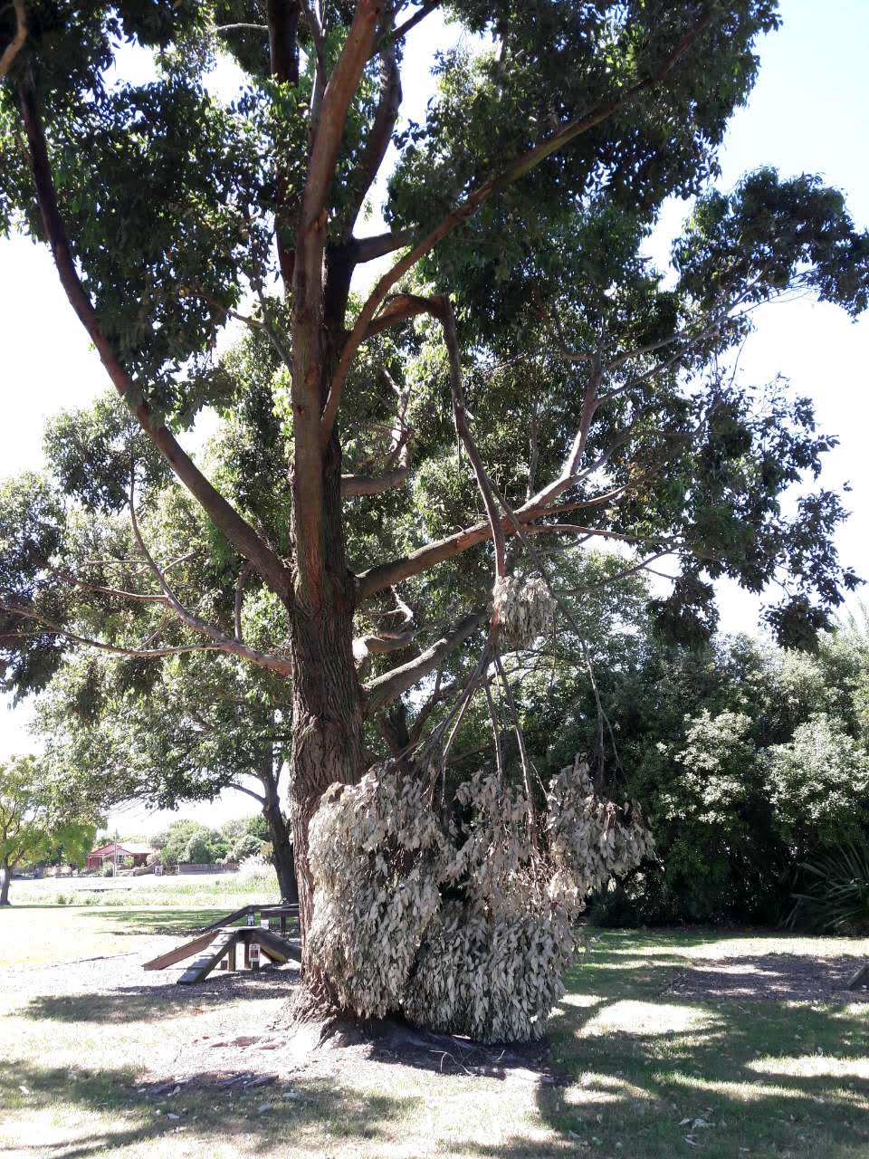 The photograph attached to this parks report