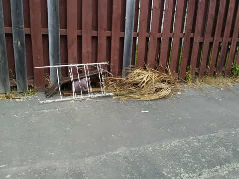 Rubbish/Recycling, a report photo
