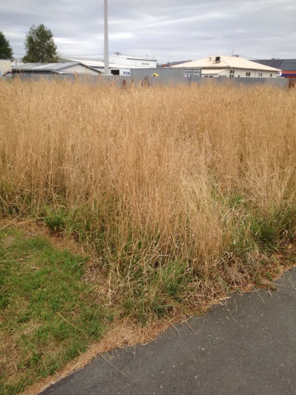 The photograph attached to this parks report