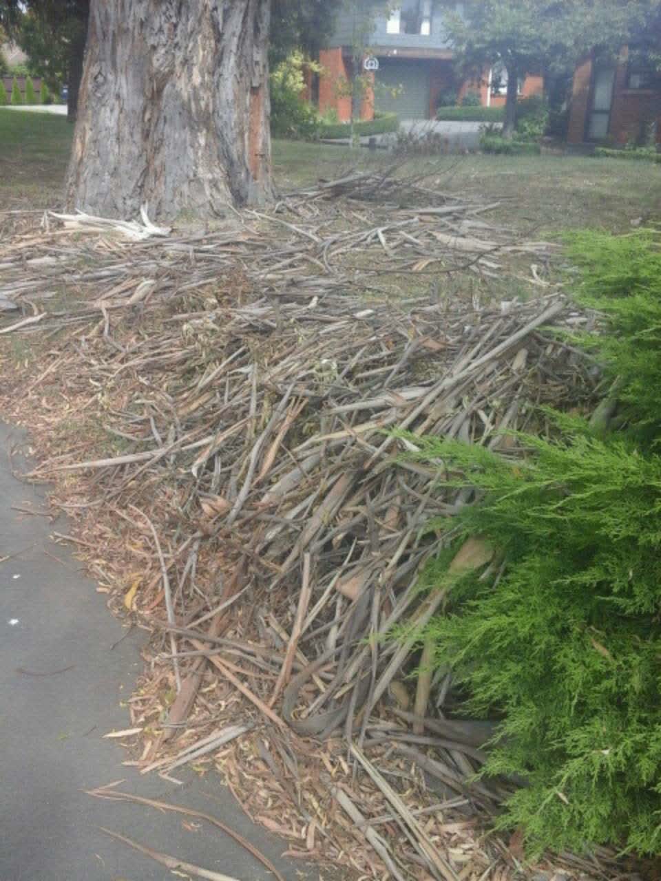 The photograph attached to this parks report