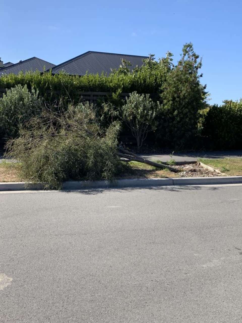 The photograph attached to this parks report