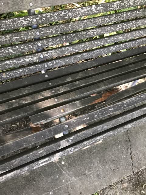 Parks, a report photo