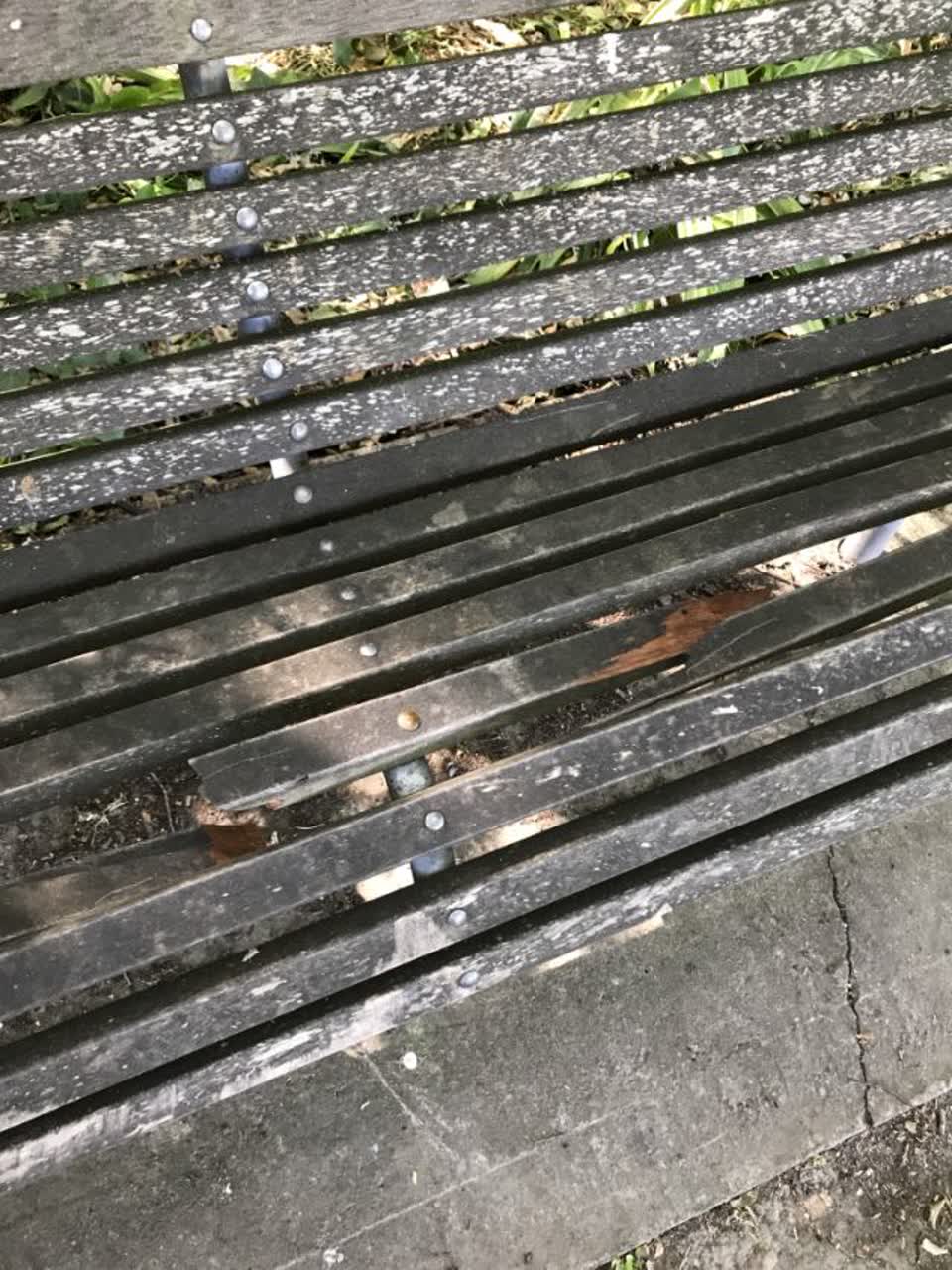 The photograph attached to this parks report