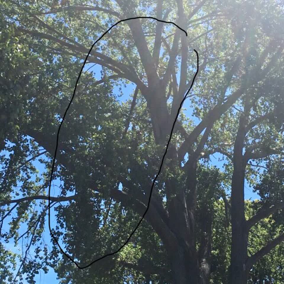 The photograph attached to this parks report