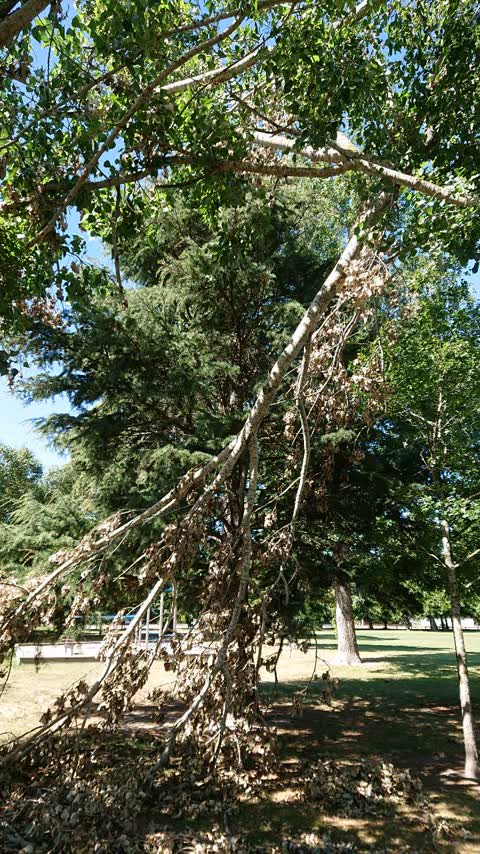 Parks, a report photo