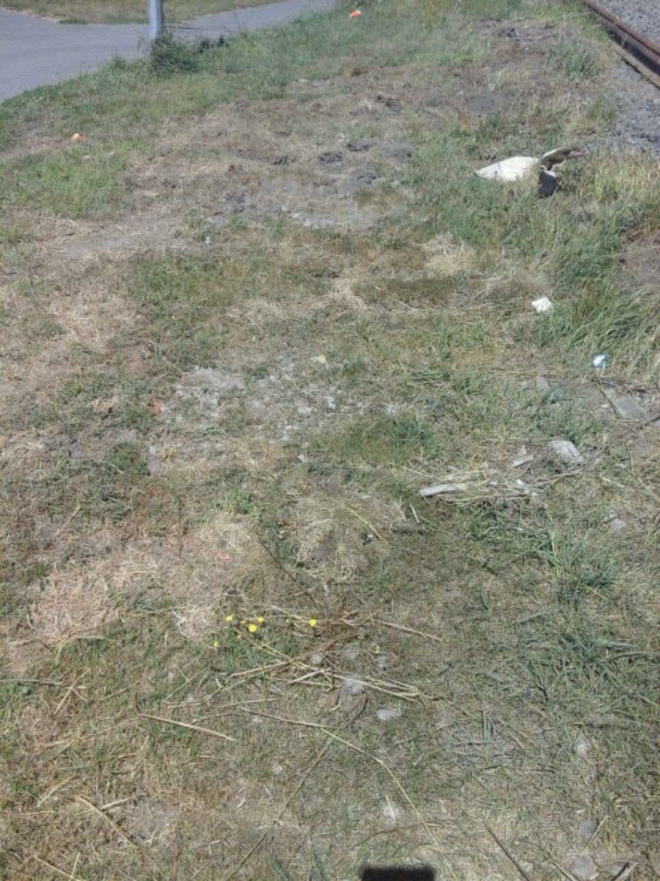 The photograph attached to this parks report