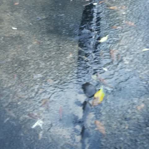 Water Supply, a report photo