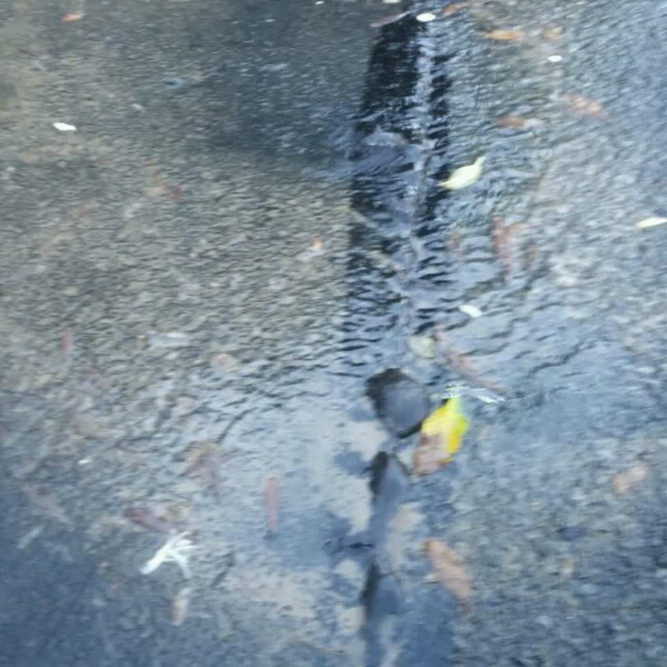 The photograph attached to this water supply report