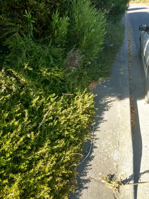 Roading/Streets, a report photo