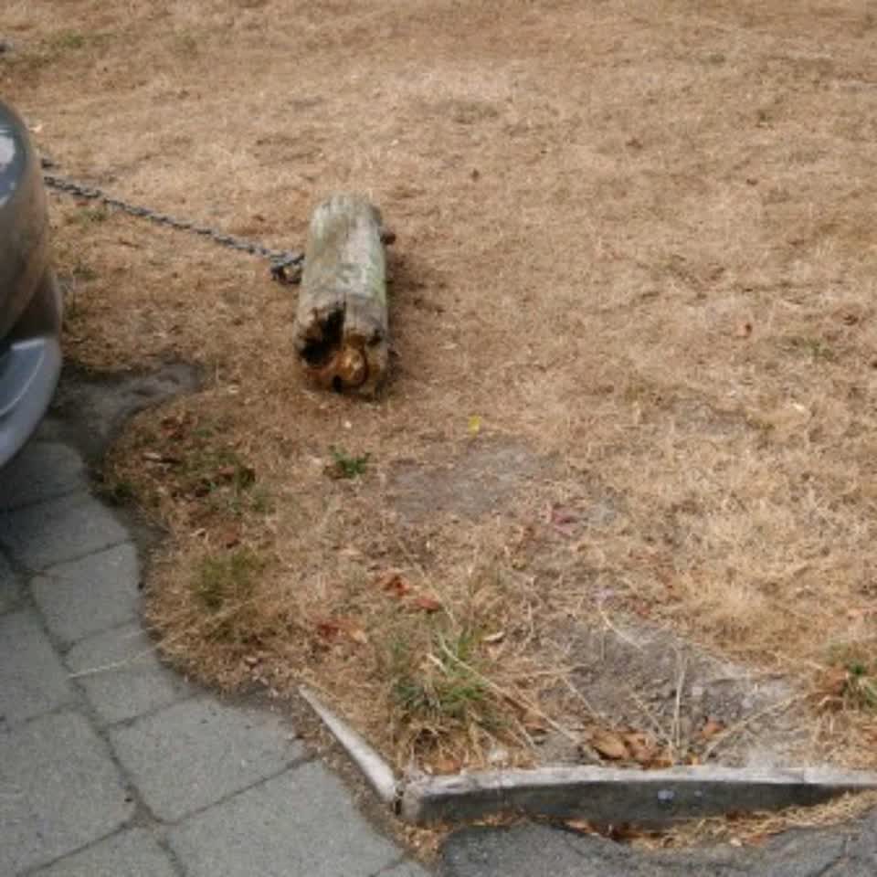 The photograph attached to this parks report